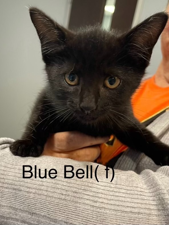 BLUE BELL kitten (f) 1