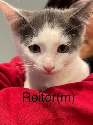 REITER kitten (m)