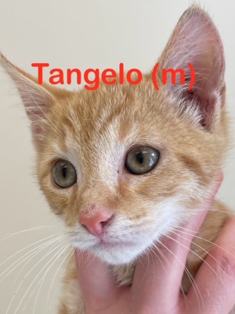 TANGELO kitten (m)