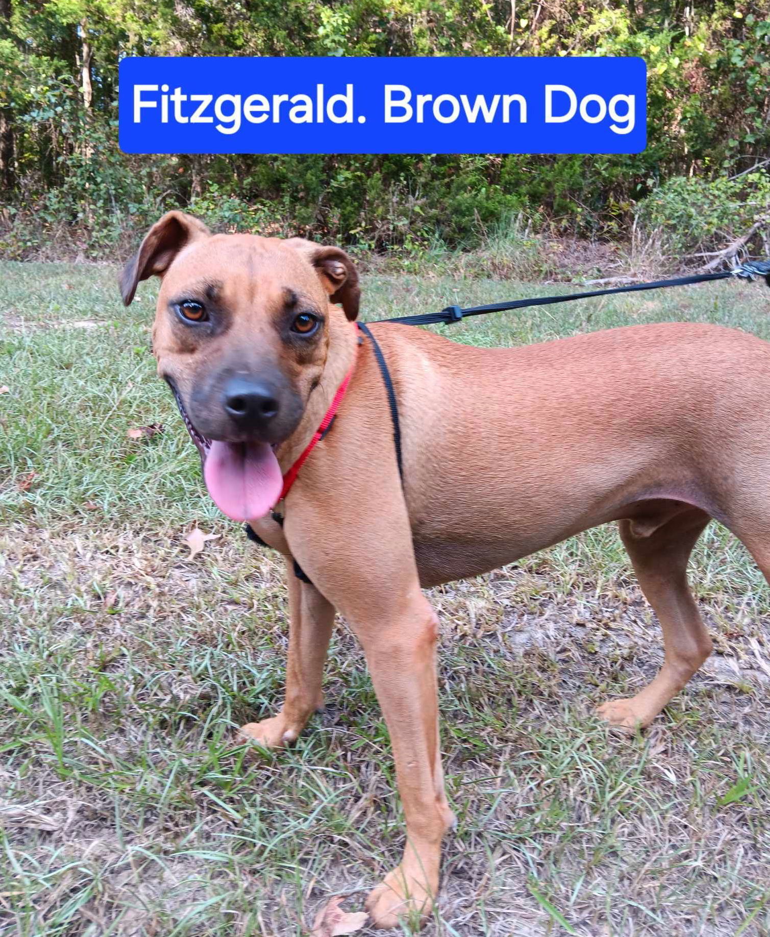 Fitzgerald, an adoptable Mixed Breed in Farmerville, LA, 71241 | Photo Image 1