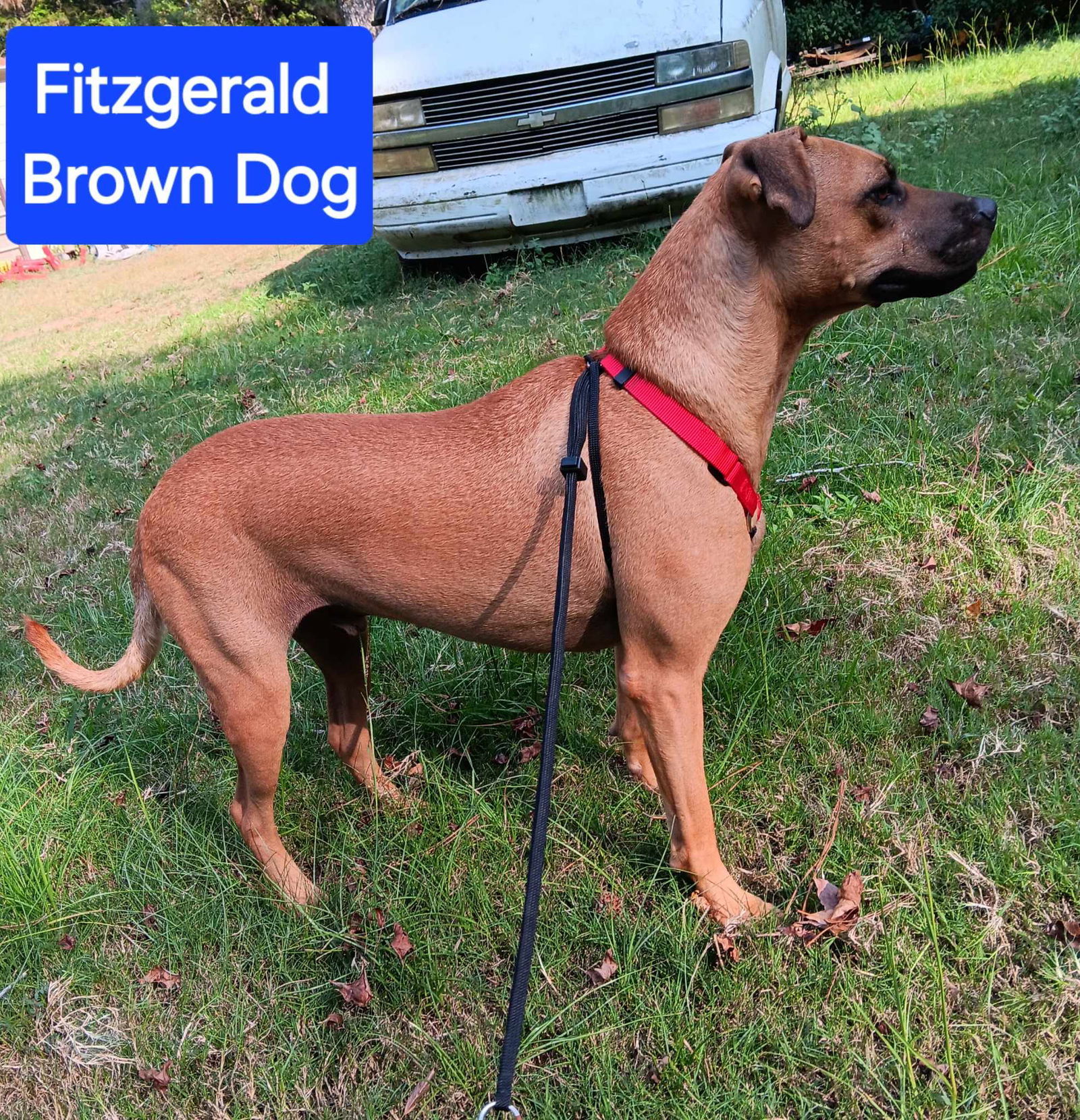 Fitzgerald, an adoptable Mixed Breed in Farmerville, LA, 71241 | Photo Image 2