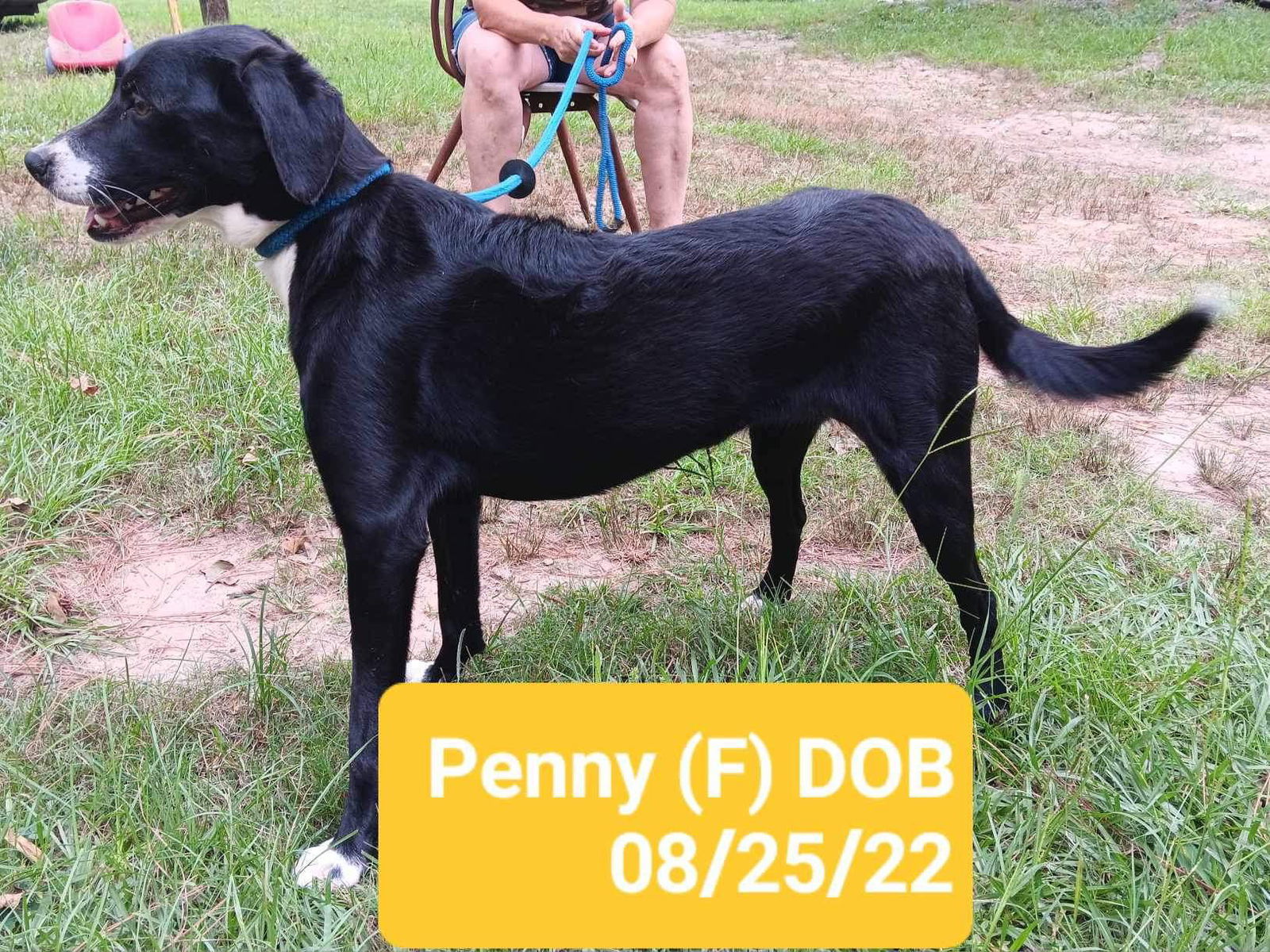 Penny (P pups), an adoptable Mixed Breed in Farmerville, LA, 71241 | Photo Image 1