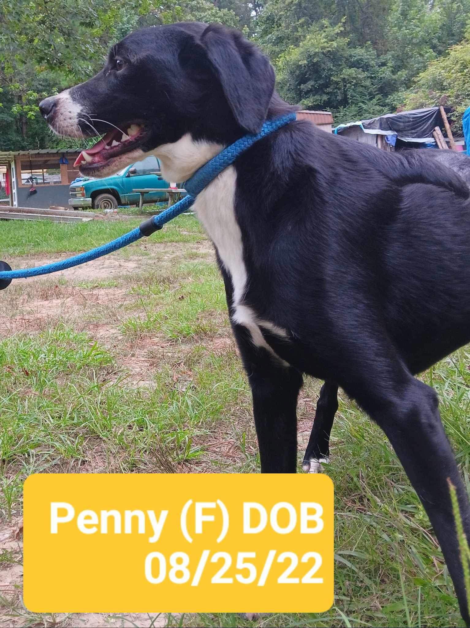 Penny (P pups), an adoptable Mixed Breed in Farmerville, LA, 71241 | Photo Image 2