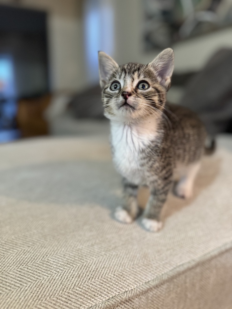 Apple Pie, an adoptable Domestic Short Hair in Spokane , WA, 99209 | Photo Image 2