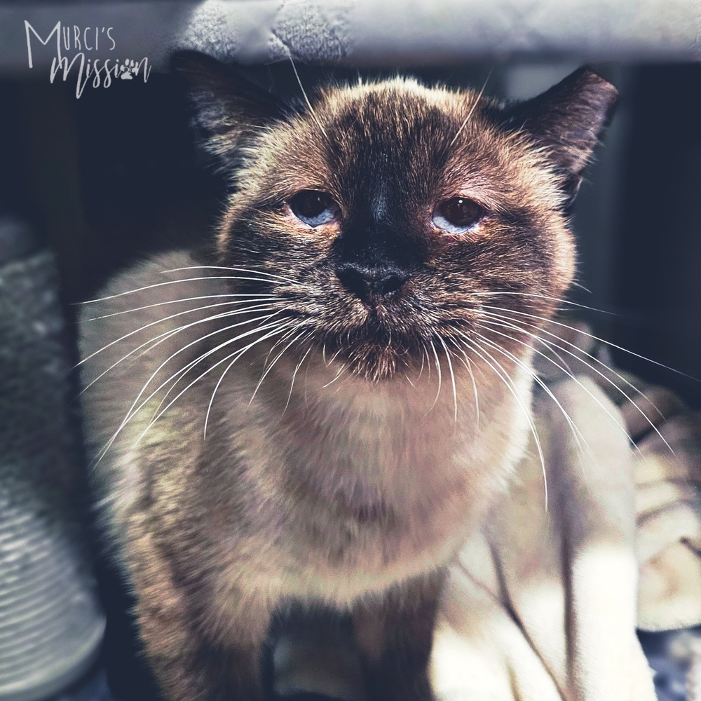 Plumb 1809-09, an adoptable Siamese, Domestic Short Hair in Spokane , WA, 99209 | Photo Image 2