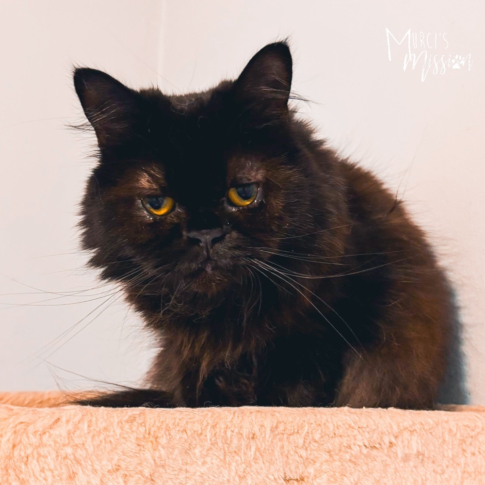 Raven 1809-27, an adoptable Domestic Long Hair, Himalayan in Spokane , WA, 99209 | Photo Image 1