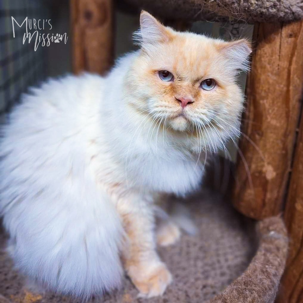 Poe 1809-18, an adoptable Himalayan, Domestic Long Hair in Spokane , WA, 99209 | Photo Image 1