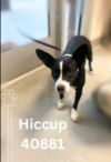 Hiccup