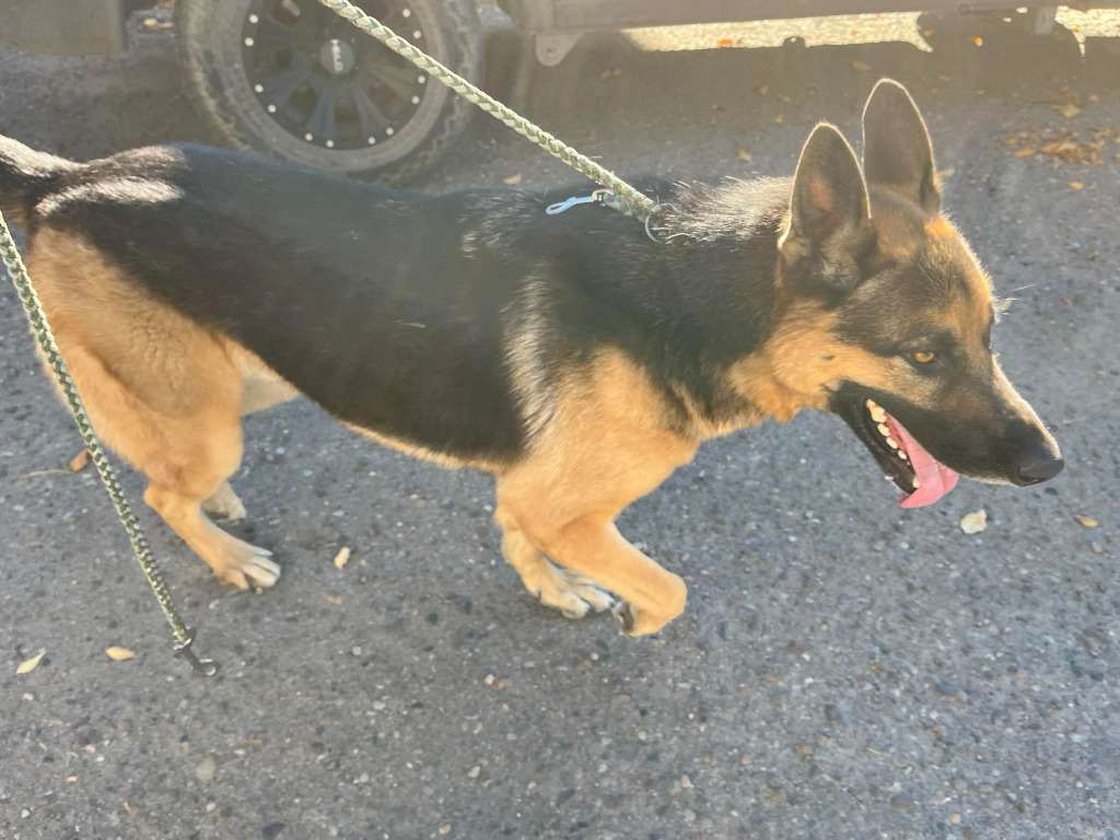 B G, an adoptable German Shepherd Dog in Havre, MT, 59501 | Photo Image 1