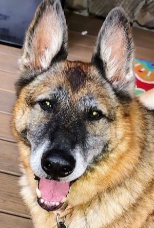 Karen, Senior Female German Shepherd Dog