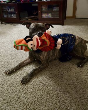 Abe, Adult Male Mixed Breed