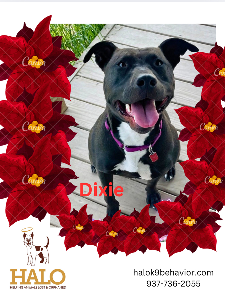 Dixie