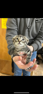 Jynxi, an adoptable Domestic Short Hair in Bend, OR, 97701 | Photo Image 1