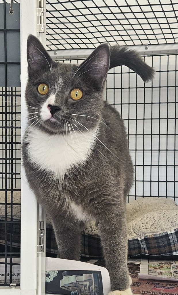 Atlas, an adoptable Domestic Short Hair in Green River, WY, 82935 | Photo Image 1