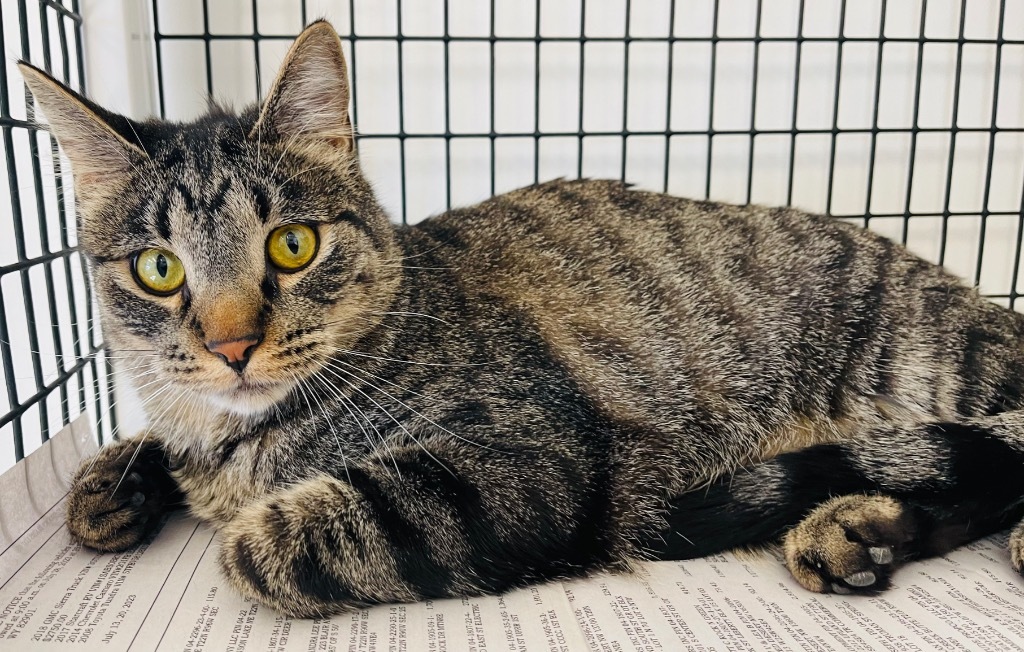 Artimis, an adoptable Domestic Short Hair in Green River, WY, 82935 | Photo Image 1