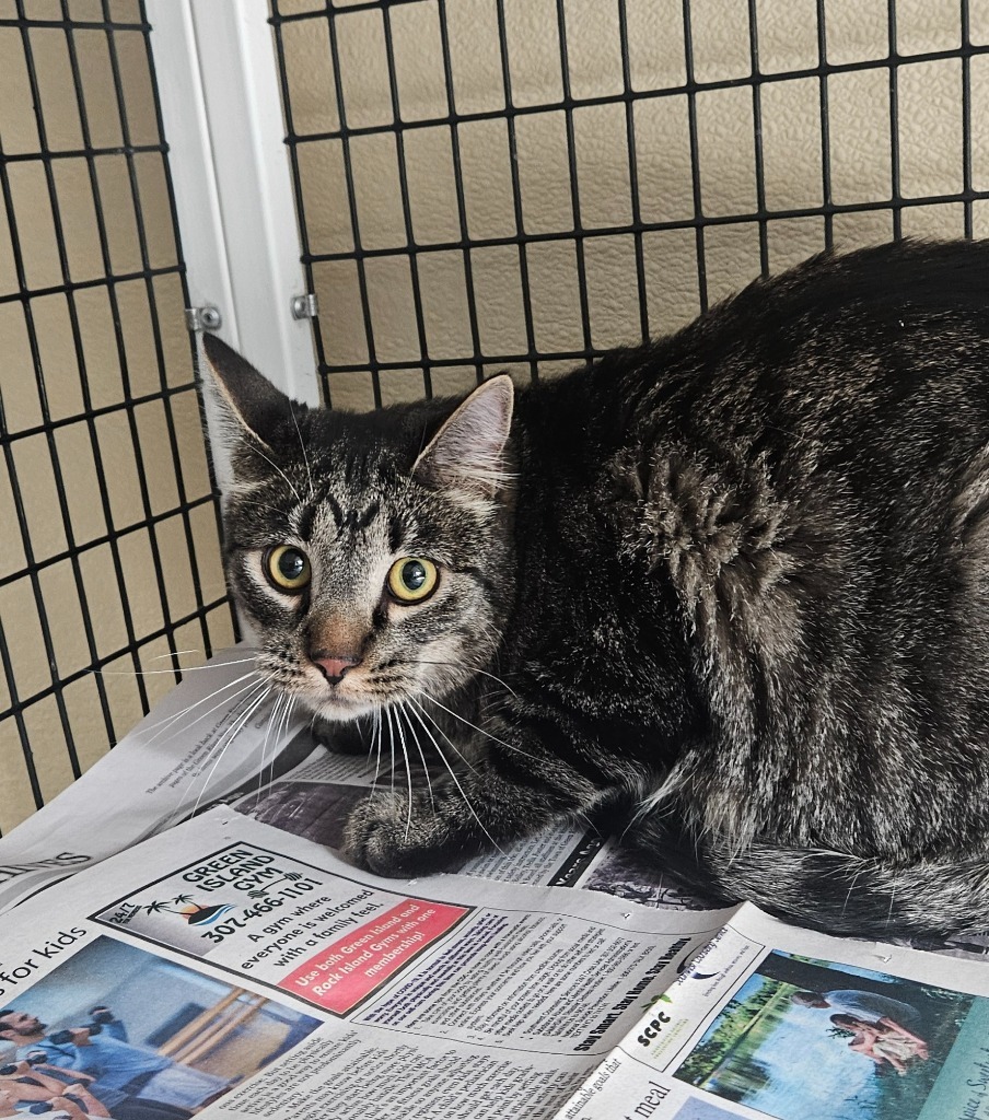 Artimis, an adoptable Domestic Short Hair in Green River, WY, 82935 | Photo Image 2