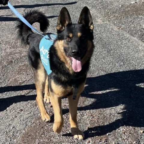 Bear, an adoptable German Shepherd Dog, Rottweiler in Mount Shasta, CA, 96067 | Photo Image 1