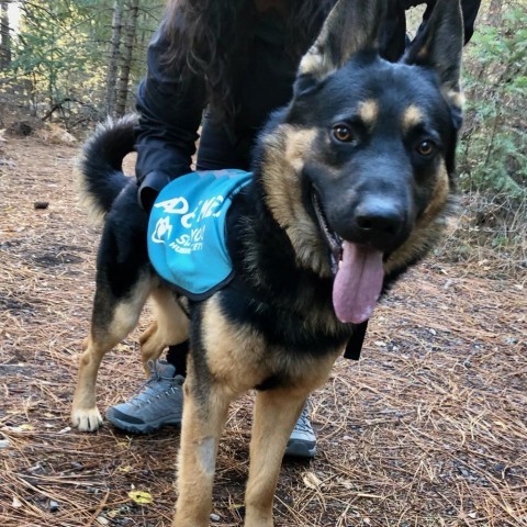 Bear, an adoptable German Shepherd Dog, Rottweiler in Mount Shasta, CA, 96067 | Photo Image 2