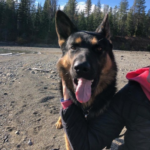 Bear, an adoptable German Shepherd Dog, Rottweiler in Mount Shasta, CA, 96067 | Photo Image 3