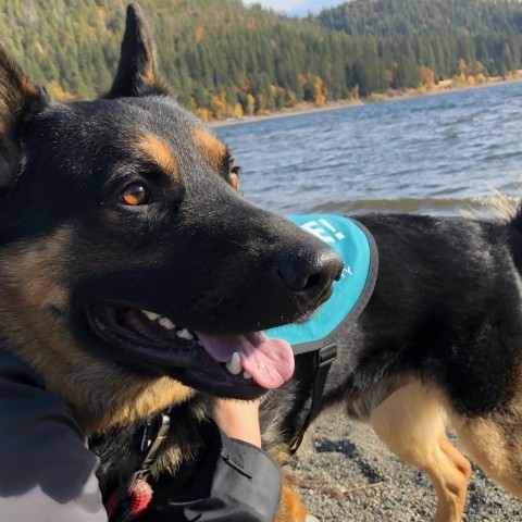 Bear, an adoptable German Shepherd Dog, Rottweiler in Mount Shasta, CA, 96067 | Photo Image 4