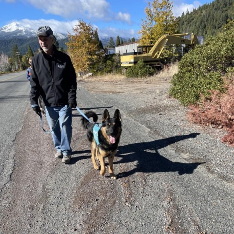 Bear, an adoptable German Shepherd Dog, Rottweiler in Mount Shasta, CA, 96067 | Photo Image 5