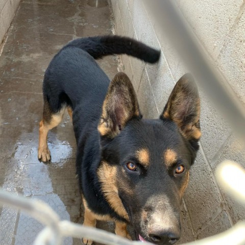 Bear, an adoptable German Shepherd Dog, Rottweiler in Mount Shasta, CA, 96067 | Photo Image 6