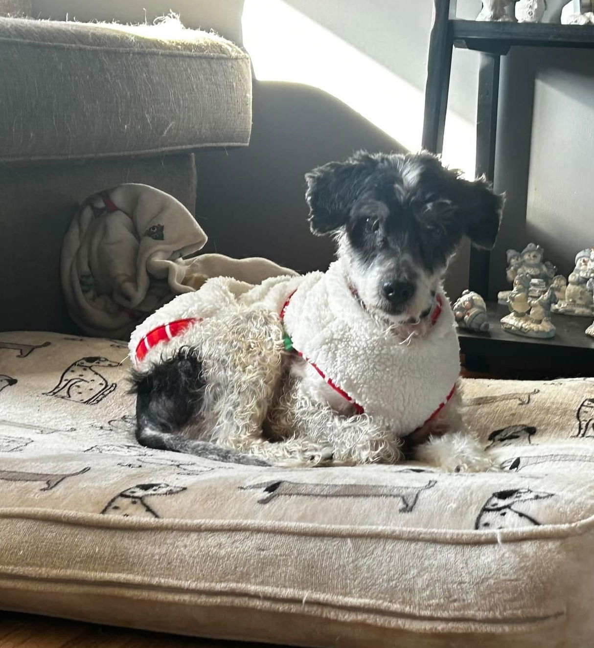 Baloo Sotis, an adoptable Poodle in Saunderstown, RI, 02874 | Photo Image 1