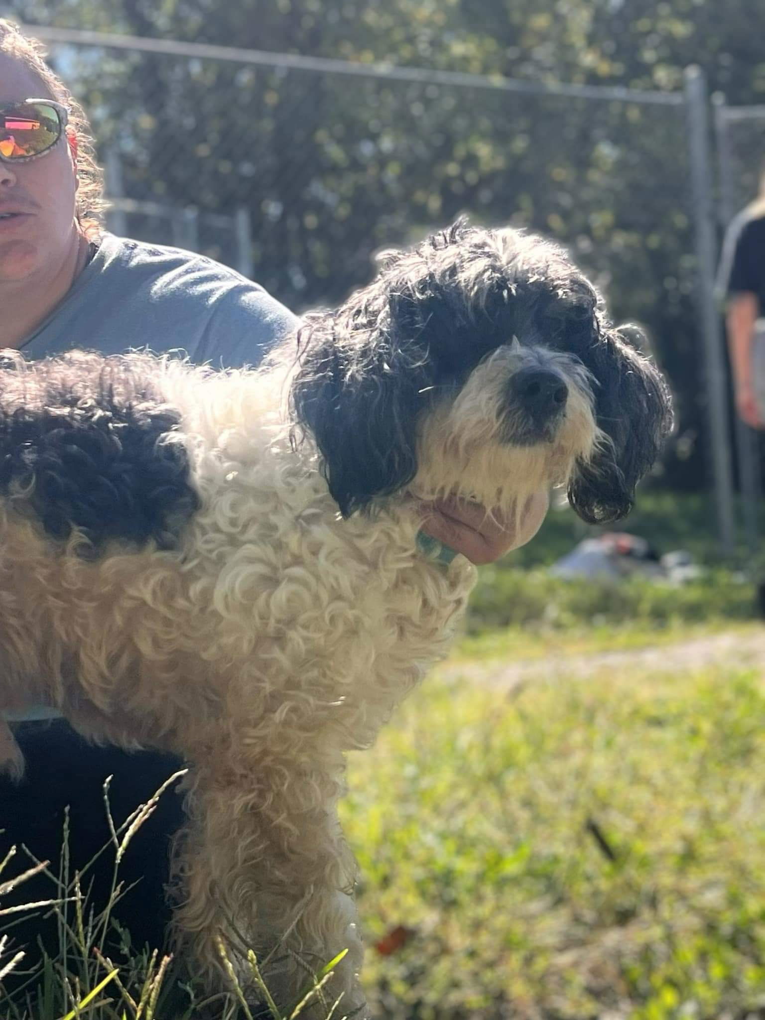 Baloo Sotis, an adoptable Poodle in Saunderstown, RI, 02874 | Photo Image 2