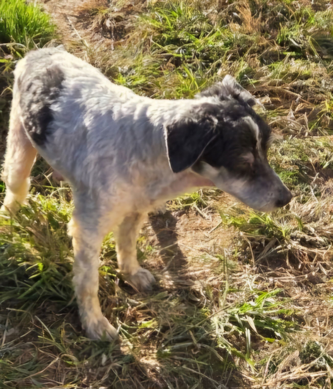 Baloo Sotis, an adoptable Poodle in Saunderstown, RI, 02874 | Photo Image 3