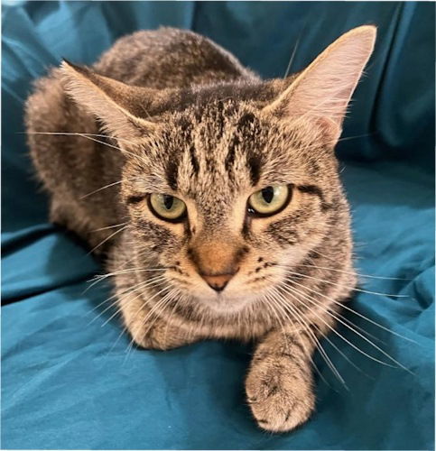 Baby - Petsmart Plantation Foster Home