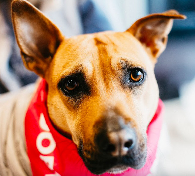 Reba, an adoptable Shepherd in Saint Cloud, MN, 56303 | Photo Image 1