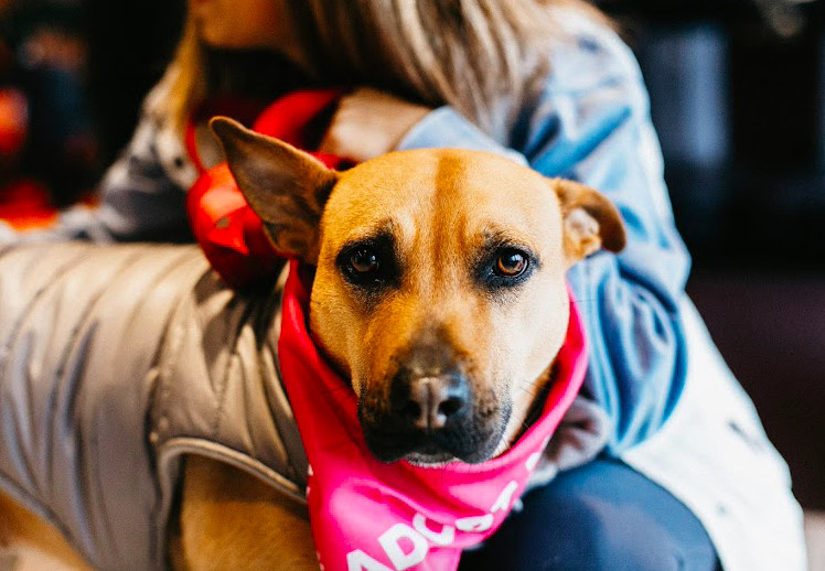 Reba, an adoptable Shepherd in Saint Cloud, MN, 56303 | Photo Image 2