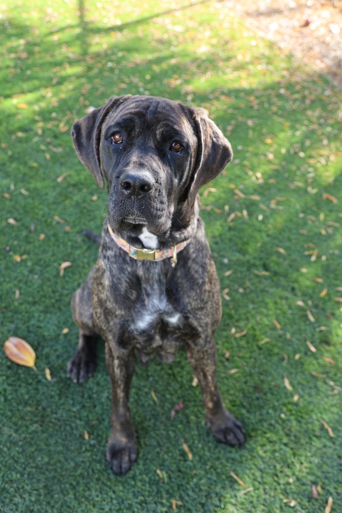 Cricket, an adoptable Mastiff, Hound in Chico, CA, 95928 | Photo Image 1