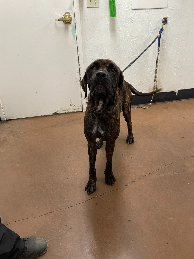 Cricket, an adoptable Mastiff, Hound in Chico, CA, 95928 | Photo Image 2