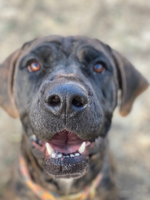 Cricket, an adoptable Mastiff, Hound in Chico, CA, 95928 | Photo Image 3
