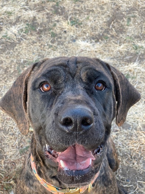 Cricket, an adoptable Mastiff, Hound in Chico, CA, 95928 | Photo Image 4