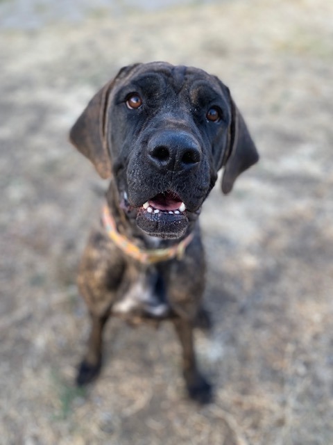 Cricket, an adoptable Mastiff, Hound in Chico, CA, 95928 | Photo Image 5