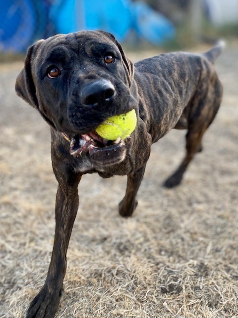 Cricket, an adoptable Mastiff, Hound in Chico, CA, 95928 | Photo Image 6