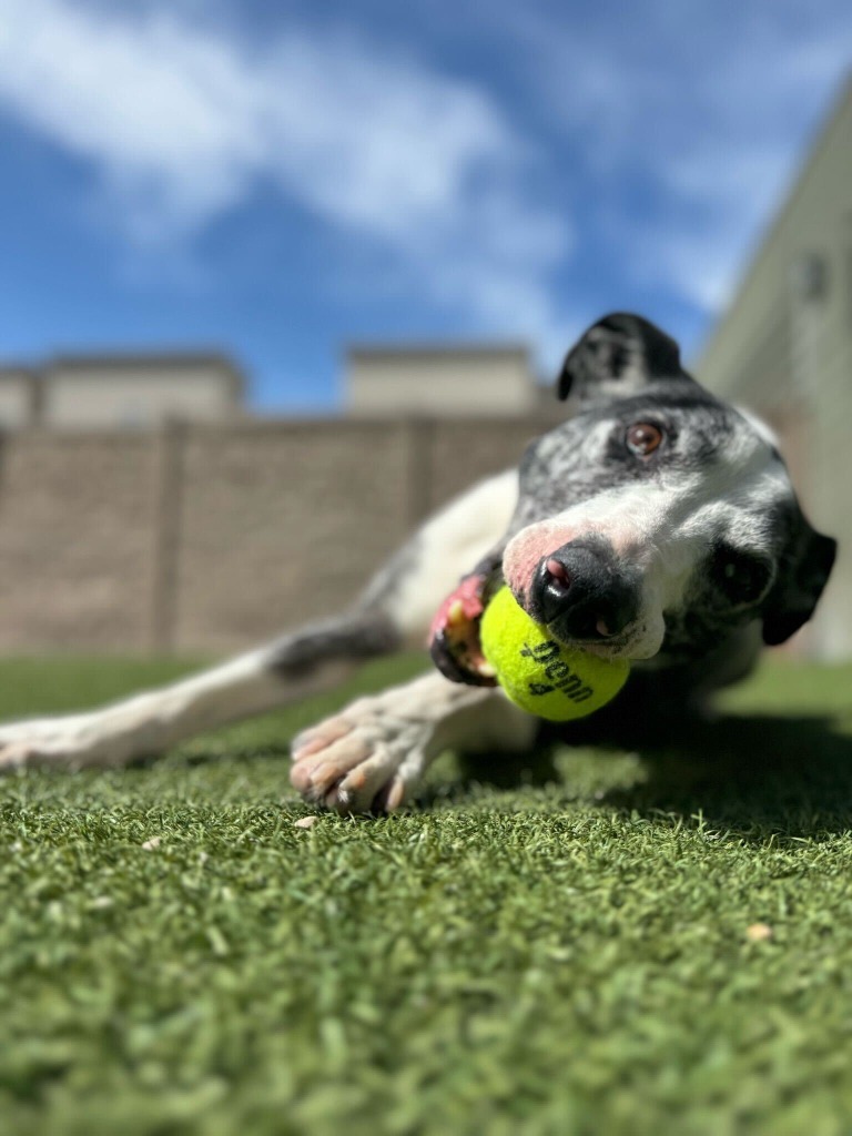 Mister Victor, an adoptable Catahoula Leopard Dog, Pointer in Salt Lake City, UT, 84117 | Photo Image 1