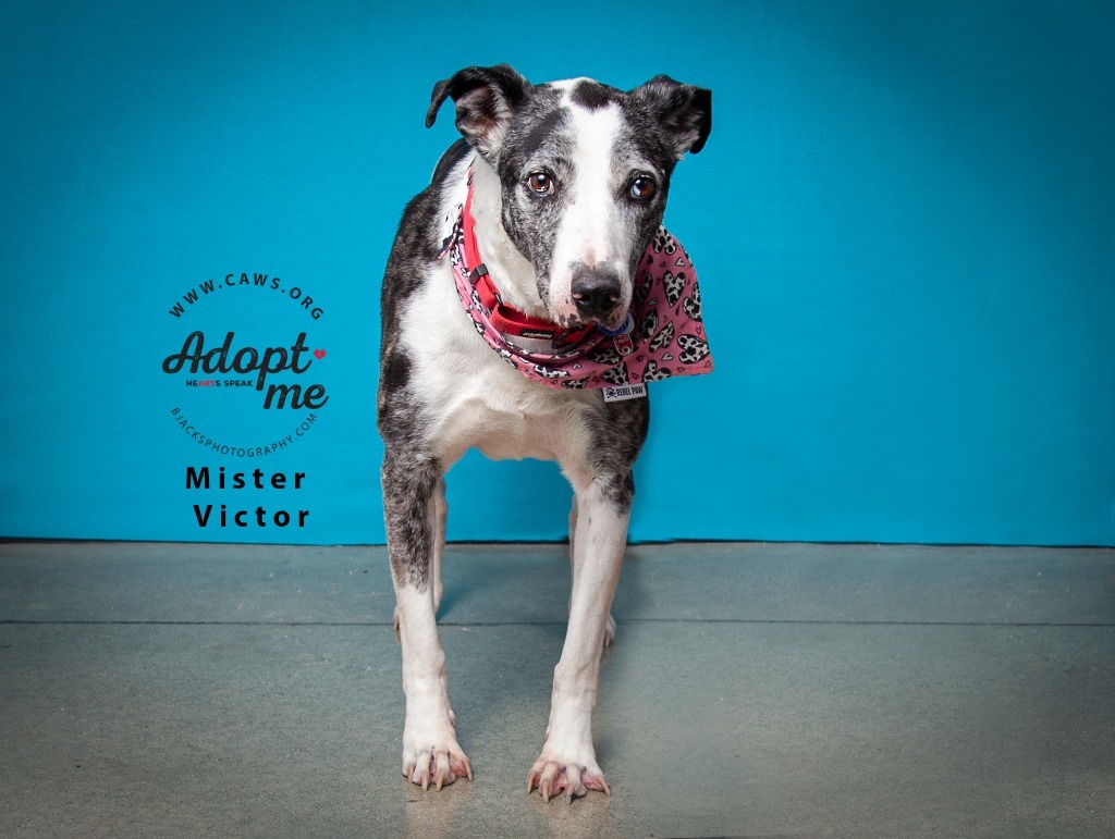 Mister Victor, an adoptable Catahoula Leopard Dog, Pointer in Salt Lake City, UT, 84117 | Photo Image 1