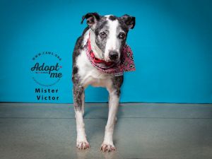 Mister Victor, Adult Male Catahoula Leopard Dog