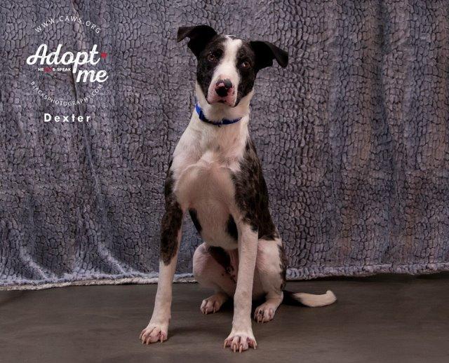 Mister Victor, an adoptable Catahoula Leopard Dog, Pointer in Salt Lake City, UT, 84117 | Photo Image 2