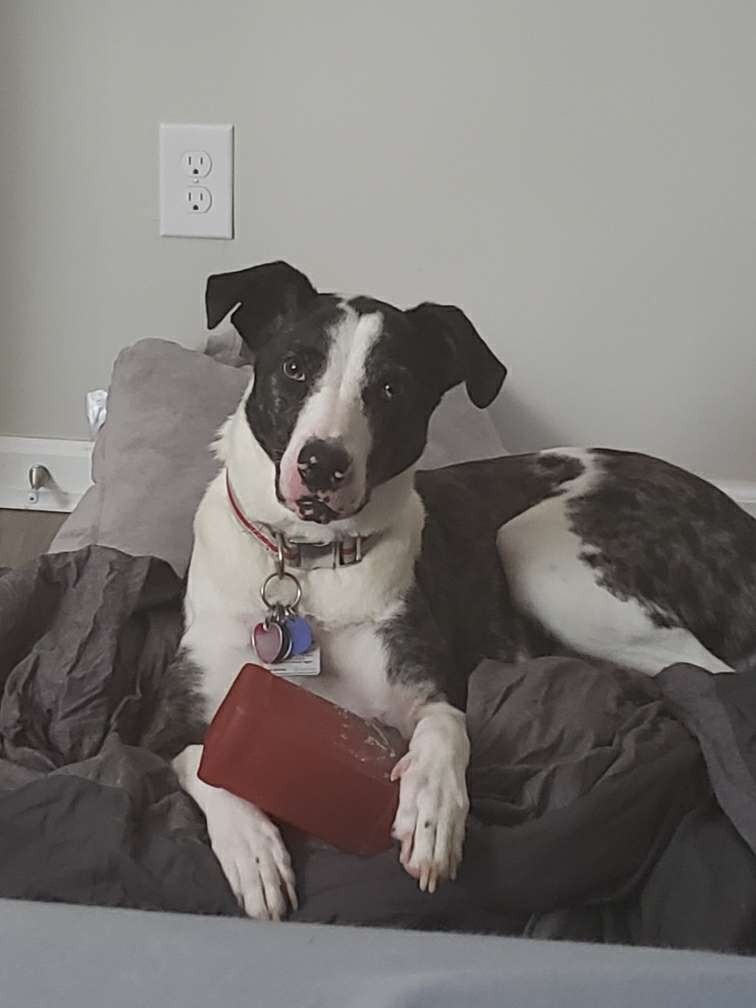 Mister Victor, an adoptable Catahoula Leopard Dog, Pointer in Salt Lake City, UT, 84117 | Photo Image 3