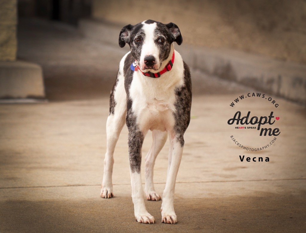 Mister Victor, an adoptable Catahoula Leopard Dog, Pointer in Salt Lake City, UT, 84117 | Photo Image 4