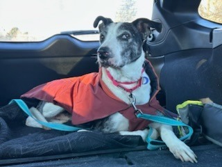 Mister Victor, an adoptable Catahoula Leopard Dog, Pointer in Salt Lake City, UT, 84117 | Photo Image 5