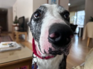 Mister Victor, an adoptable Catahoula Leopard Dog, Pointer in Salt Lake City, UT, 84117 | Photo Image 6