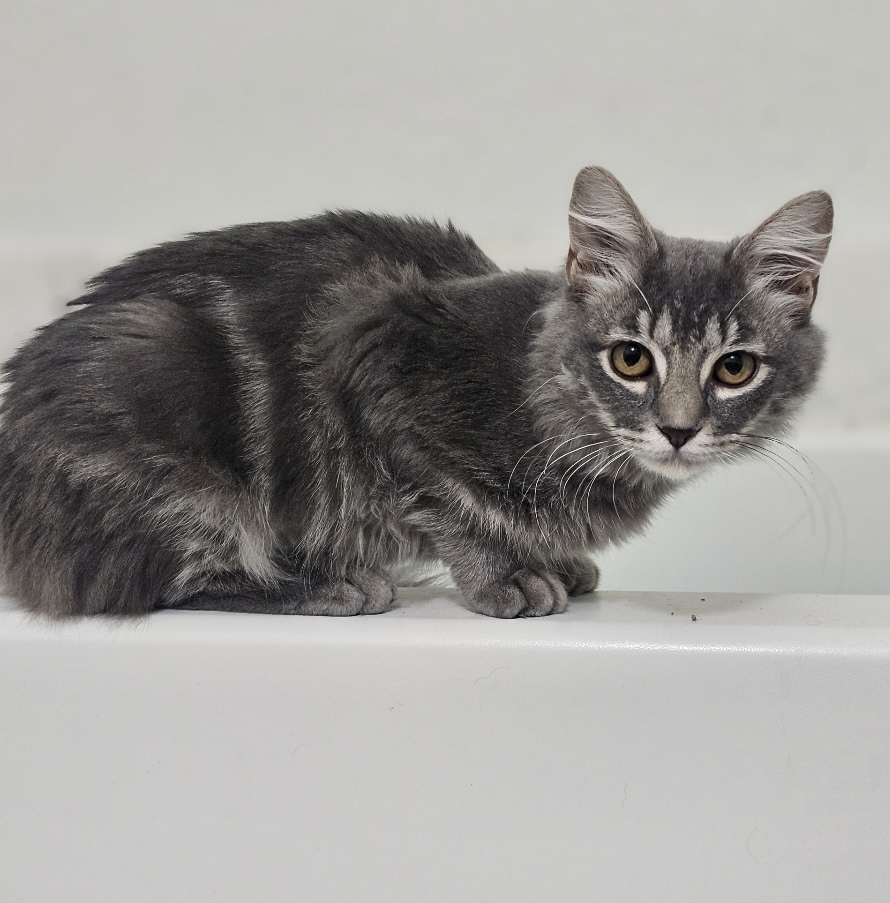 Esmi, an adoptable Siberian, Domestic Long Hair in Fort Worth, TX, 76102 | Photo Image 1