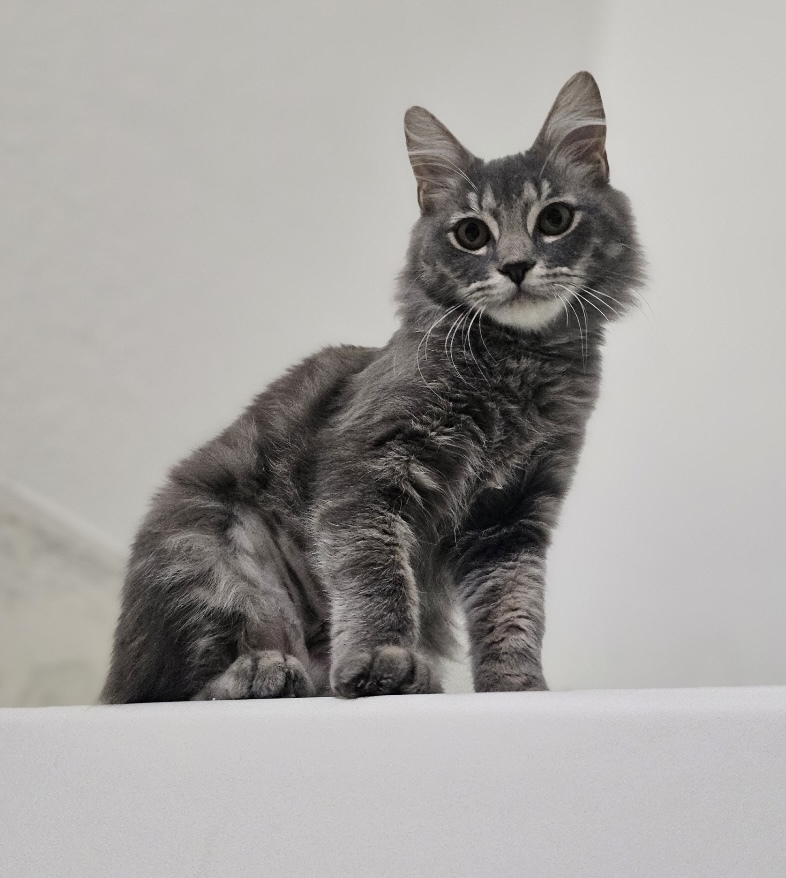 Esmi, an adoptable Siberian, Domestic Long Hair in Fort Worth, TX, 76102 | Photo Image 2