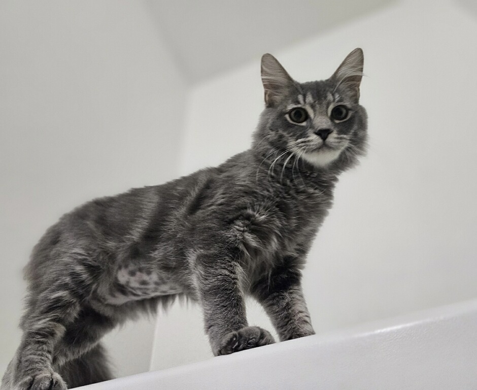 Esmi, an adoptable Siberian, Domestic Long Hair in Fort Worth, TX, 76102 | Photo Image 3