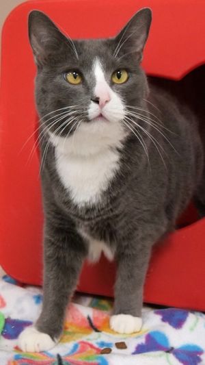 Carrie (in foster), Adult Female Domestic Short Hair